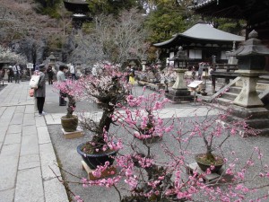 今年最後の梅見？