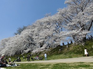 桜、満開！