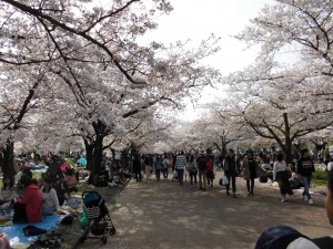 本年最後の桜？