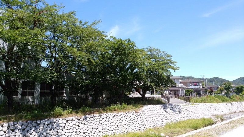 裏の川の桜