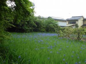 カキツバタ！