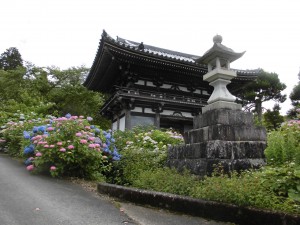 紫陽花三昧！
