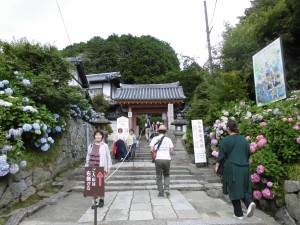 紫陽花三昧2！