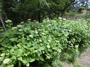 紫陽花はまだ！？