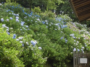福知山のアジサイ！