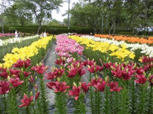 丹波篠山のゆり！