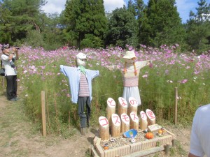 彼岸花の次は…秋桜！