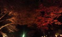 111123_1729~01.jpg